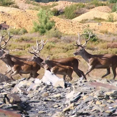 Pensionat Casa Aurea 3*