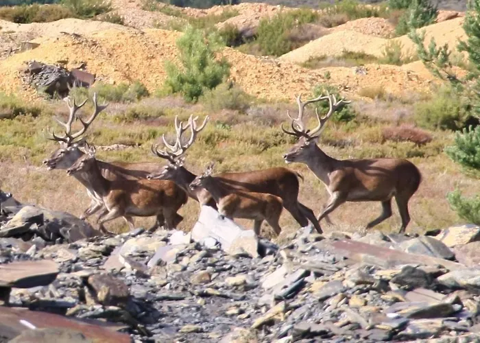 Penzion Casa Aurea 3*