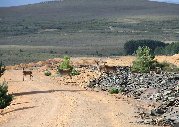 Pensión Casa áurea Boya